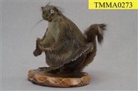 藏品(小鼯鼠)的圖片